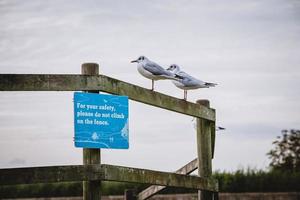 ne pas grimper sur la clôture photo