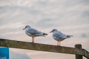 deux oiseaux se reposant dans une clôture en bois photo