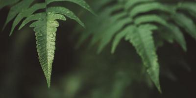 image d'arrière-plan verte, vue rapprochée sur la nature, gouttes d'eau sur les feuilles, intégrité écologique, concept de conservation de l'environnement, augmentation de la superficie forestière photo