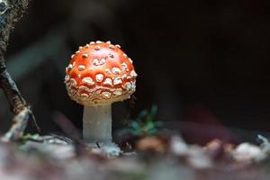 mouche agaric en forêt photo