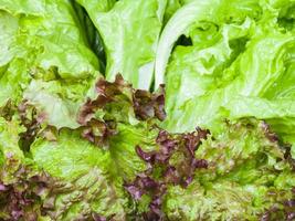 feuilles de lollo rosso et laitue frisée en gros plan photo