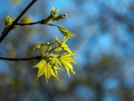 jeunes feuilles d'érable sur une branche photo