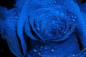 rose bleue avec des gouttelettes photo