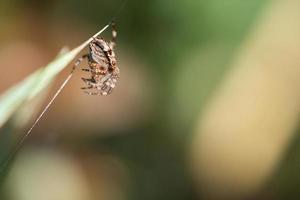 araignée croisée blottie, avec une proie sur un brin d'herbe. un chasseur utile parmi les insectes photo