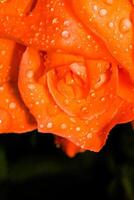 rose orange avec macro de gouttelettes photo