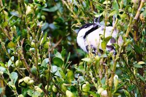 Mésange à tête noire suspendue à l'envers photo