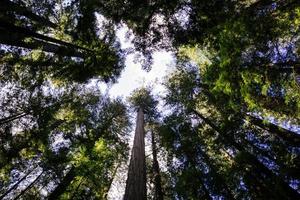 séquoias avec la lumière du soleil dans la nature paysage forêt en levant photo