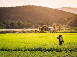 image floue paysage potager avec lumière du soleil, arrière-plan abstrait, les agriculteurs pulvérisent des insecticides. photo