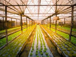 image floue potager avec la lumière du soleil, arrière-plan abstrait pour votre conception photo