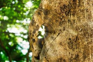 fond naturel avec un rocher sur un arrière-plan flou avec bokeh photo