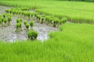 les plants de riz vert sont attachés pour que l'agriculteur les cultive. photo