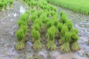 les plants de riz vert sont attachés pour que l'agriculteur les cultive. photo