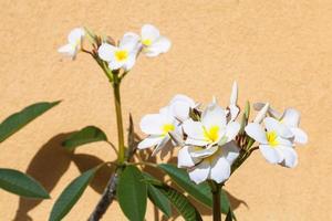 fleurs de ficus blanc près d'un mur plâtré jaune photo