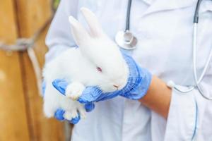 femme vétérinaire avec stéthoscope tenant et examinant le lapin sur fond de ranch se bouchent. lapin dans les mains du vétérinaire pour un contrôle dans une ferme écologique naturelle. concept de soin des animaux et d'agriculture écologique. photo