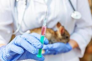 femme vétérinaire avec seringue tenant et injectant du lapin sur fond de ranch en gros plan. lapin dans les mains du vétérinaire pour la vaccination dans une ferme écologique naturelle. concept de soin des animaux et d'agriculture écologique. photo