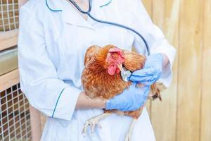 vétérinaire avec stéthoscope tenant et examinant le poulet sur fond de ranch. poule dans les mains du vétérinaire pour un contrôle dans une ferme écologique naturelle. concept de soin des animaux et d'agriculture écologique. photo