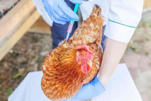 femme vétérinaire avec seringue tenant et injectant du poulet sur fond de ranch. poule dans les mains du vétérinaire pour la vaccination dans une ferme écologique naturelle. concept de soin des animaux et d'agriculture écologique. photo