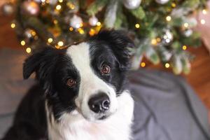 drôle mignon chiot border collie près de l'arbre de noël à la maison à l'intérieur. chien et arbre de noël avec des lumières de guirlande défocalisées. préparation des vacances. concept de temps joyeux joyeux noël. photo