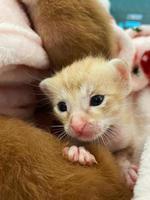 un chaton nouveau-né repose paisiblement emmailloté dans une couverture rose. photo