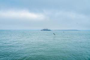 île de la prison d'alcatraz dans la baie de san francisco avec des pélicans bruns photo