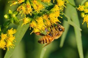 L'abeille se bloque à l'envers sur une verge d'or lors d'une soirée d'été photo