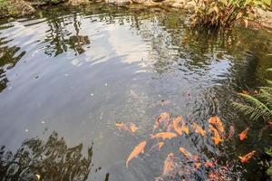 poisson koi dans l'aménagement paysager décoratif d'un étang de jardin photo