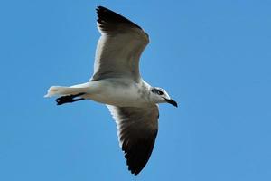 la mouette de bonaparte croisière sur fond de ciel bleu à biloxi mississippi photo