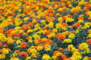 beaucoup de belles fleurs dans le jardin. souci mexicain, aztèque ou africain. tagetes erecta photo