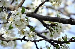 branche fleurie d'abricotier. floraison précoce des arbres en avril