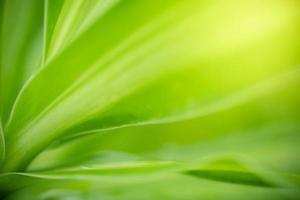 abstrait nature de fond de feuille verte sur fond de verdure floue dans le jardin. feuilles vertes naturelles plantes utilisées comme page de couverture de fond de printemps verdure environnement écologie fond d'écran vert citron photo