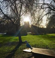 oiseau debout sur un banc pro photo