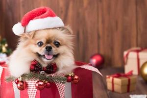 Cute dog chiots pomeranian wearing santa claus hat in gift box sur joyeux noël et bonne année décoration pour la célébration photo