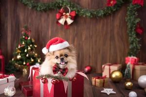 Cute dog chiots pomeranian wearing santa claus hat in gift box sur joyeux noël et bonne année décoration pour la célébration photo