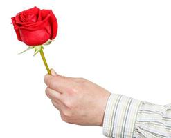 la main masculine tient une fleur de rose rouge isolée photo