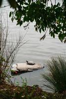 Tortue sur rocher dans le parc photo