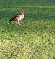 oie grise sauvage se promène dans le parc de la ville photo