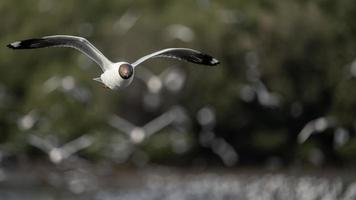 vol de mouette, au-dessus de l'océan. photo