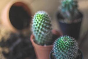 petit cactus est planté dans un petit pot où le soleil du soir brille à travers son dos. photo