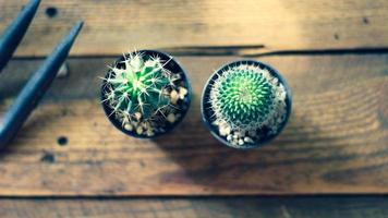 petit cactus est planté dans un petit pot où le soleil du soir brille à travers son dos. photo