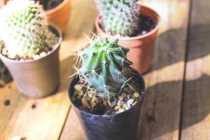 petit cactus est planté dans un petit pot où le soleil du soir brille à travers son dos. photo