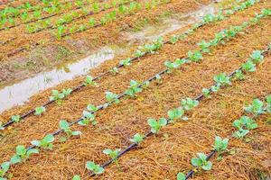 plante de légumes verts frais dans un jardin biologique avec système d'irrigation goutte à goutte photo