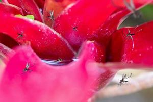 de nombreux moustiques volent au-dessus de l'eau stagnante dans la plante à feuilles du jardin photo