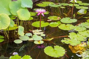 nénuphar ou fleur de lotus dans l'étang du jardin photo