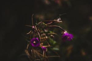 photo macro de fleur colorée