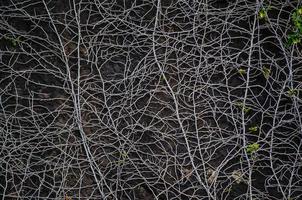 motif abstrait de racine d'arbre sur un vieux mur noir. photo