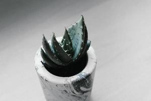 succulente verte en pot photo