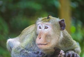 singe macaque en forêt photo