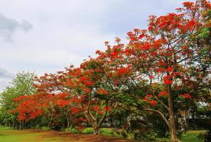 fleurs rouges sur les arbres photo