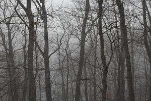 forêt brumeuse en hiver photo