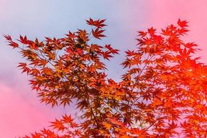 fond naturel avec des feuilles d'érable rouges photo